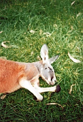 2000 - Australie 125G